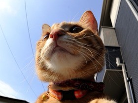 ペット禁止の賃貸物件でペットを飼ったらどうなる？