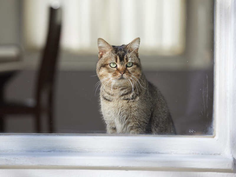 『夏への扉ーキミのいる未来へー』©2021 映画「夏への扉」製作委員会

