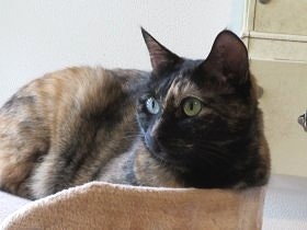 捨てられない猫のタオル、爪研ぎ…　愛着があるのは猫？飼い主？