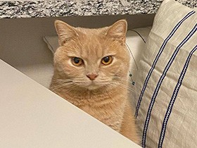 水遊びしてごめんにゃ　ブリティッシュショートヘア「こりす」　