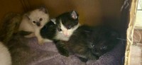 だんだん猫らしくなってきた3兄弟です。
