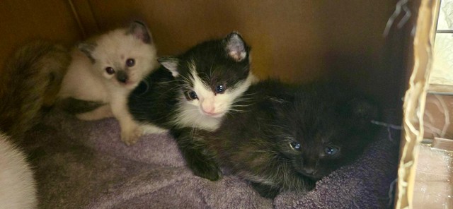 だんだん猫らしくなってきた3兄弟です。
