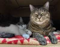 トゥトゥちゃんにもたれて眠るミリちゃん
