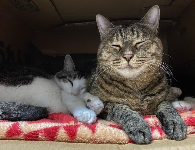 トゥトゥちゃんにもたれて眠るミリちゃん
