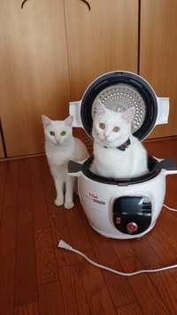 順番待ちしてるにゃ〜＝ぽむぽわカレンダー発売中さん提供（@pom_powa_nyan）