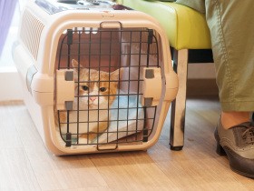 「猫語」で猫にあいさつする獣医師　動物の負担を減らす気づかい