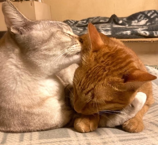 ニャースは優しいお兄ちゃん（画像提供：團田芳子さん）