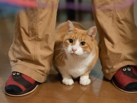 攻防戦の末にたどり着いた成功の兆し　ぽっちゃりになった愛猫「はち」のダイエット