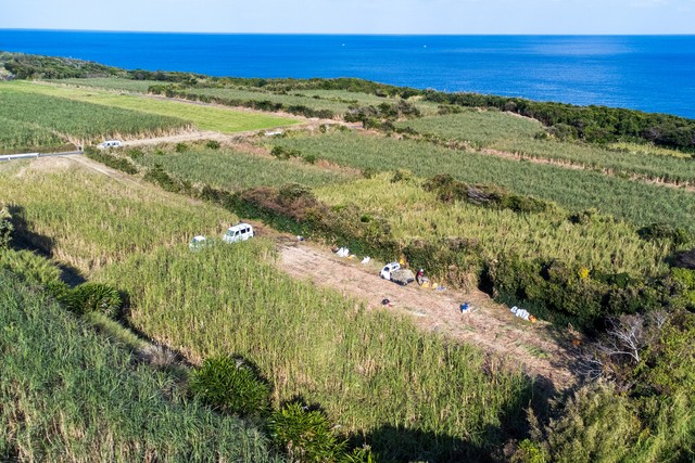 有機栽培で育てるサトウキビ（提供：種子島黒糖「ゆめのたね」プロジェクト）
