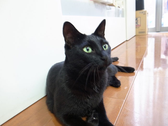 真っ黒な毛並みと金色の眼が美しい