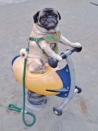 遊具に乗って、余裕の表情を浮かべるシゲちゃん（画像提供：シゲパグさん）