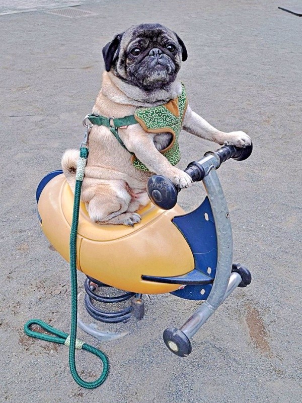 遊具に乗って、余裕の表情を浮かべるシゲちゃん（画像提供：シゲパグさん）