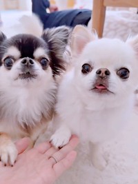 「おやつ食べる？」 そろってお手をする（左から）えびちゃん、うにちゃん（画像提供：うにちゃん＆えびちゃん）