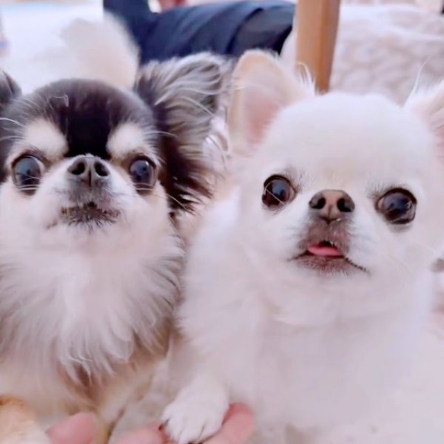 「おやつ食べる？」 そろってお手をする（左から）えびちゃん、うにちゃん（画像提供：うにちゃん＆えびちゃん）