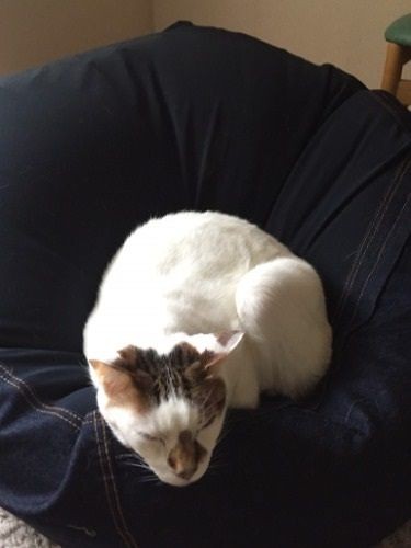 こんな具合に寝落ち、くた～　（提供写真）