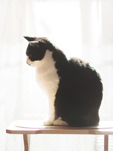 「寒い季節は日向が心地いいね」（小林写函撮影）