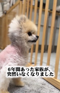 6年間一緒に暮らした家族と離れたポメラニアンのコロンちゃん（「【保護犬シェルター】anifare大阪（アニフェア）」さん提供、Instagramよりキャプチャ撮影）