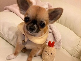 チワワの「きむち」　このおもちゃが大好きなの