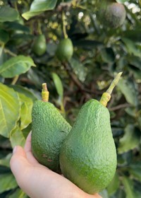 偶然と努力が重なり立派に育った／hisaさん（@hisa.by）提供