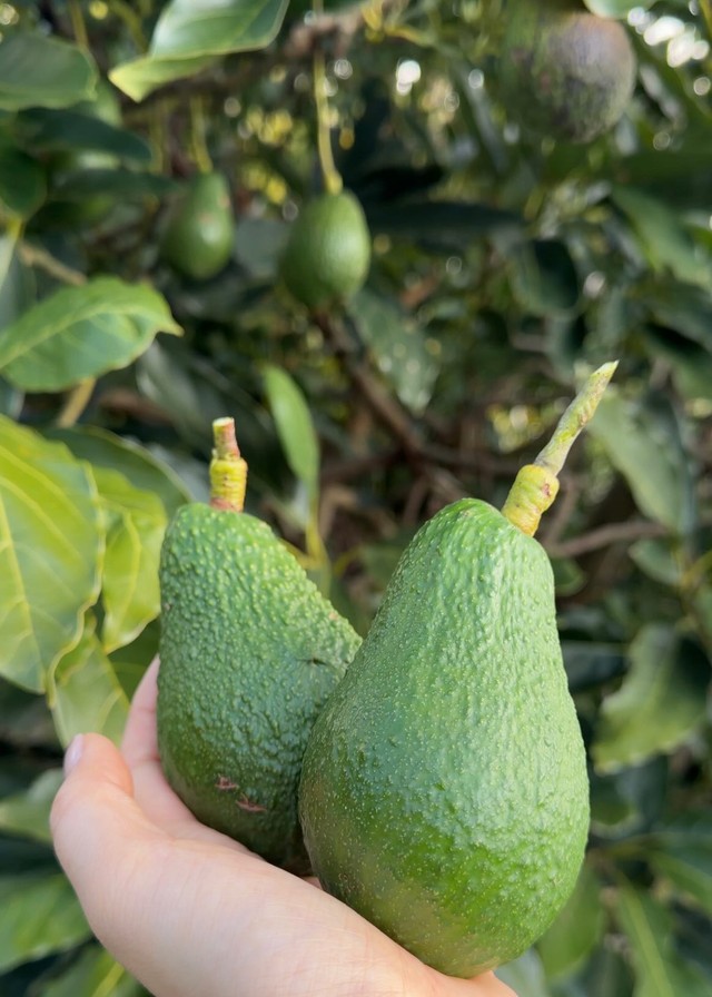 偶然と努力が重なり立派に育った／hisaさん（@hisa.by）提供