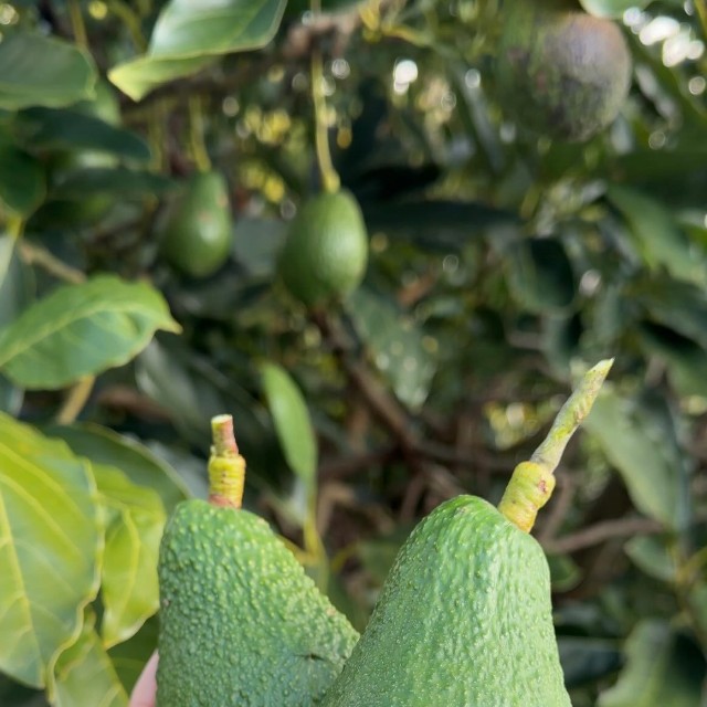 偶然と努力が重なり立派に育った／hisaさん（@hisa.by）提供