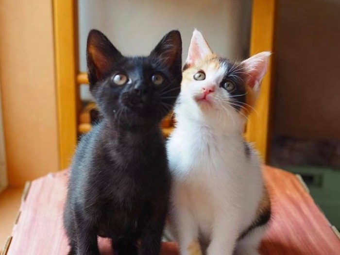 なぜか気が合ったという２匹（＠bunyapon0110さん提供）。