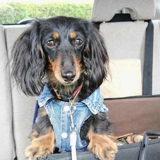 家にきたころの「ゆず」