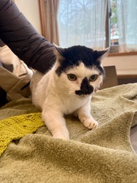 今年21歳になるクニヲちゃんです。ちょっと腎臓の数値が上がっている、慢性腎臓病ですが元気食欲はありこの毛艶！でもおっぱいに良性腫瘍があり最近大きくなっています。この写真は、病院に連れてこられてパニくっている顔です。