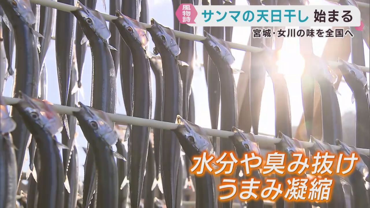 冬の風物詩サンマの天日干しが始まる　全国有数の水揚げ誇る宮城・女川町