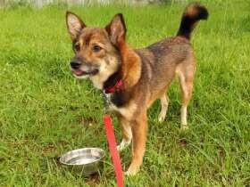 保護犬の訓練をお手伝い　児童養護施設で暮らす子に大きな変化