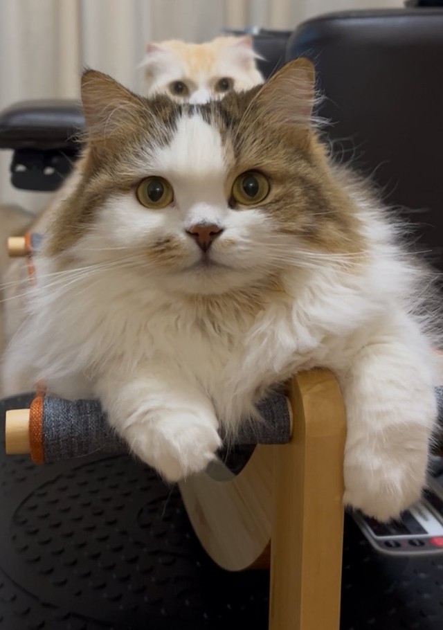 「獲物を狙う猫と狙われる箱」。前がこむぎちゃん、後ろがあずきちちゃん（提供：✳︎なごみ処✳︎あずきち&こむぎさん）