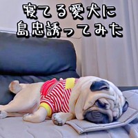 ぐっすり眠るむさしくん。「島忠行く？」と声をかけられると！？（画像提供：パグのむさしさん）