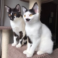 生後6カ月のころのクロちゃん（左）と、シロちゃん（右）（画像提供：ぶち猫のシロとクロさん）