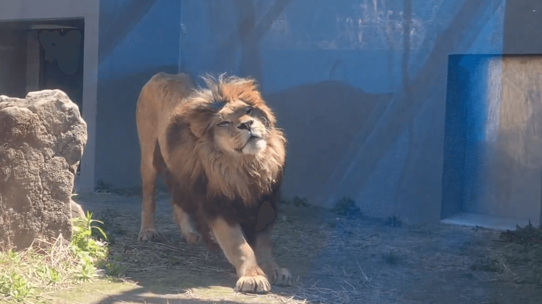 のびをする姿はまるで「大きな猫」