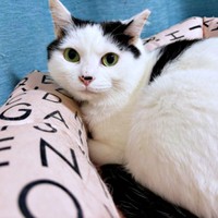 飼い主さんを見つめるめかぶちゃん（画像提供：硝子さん）