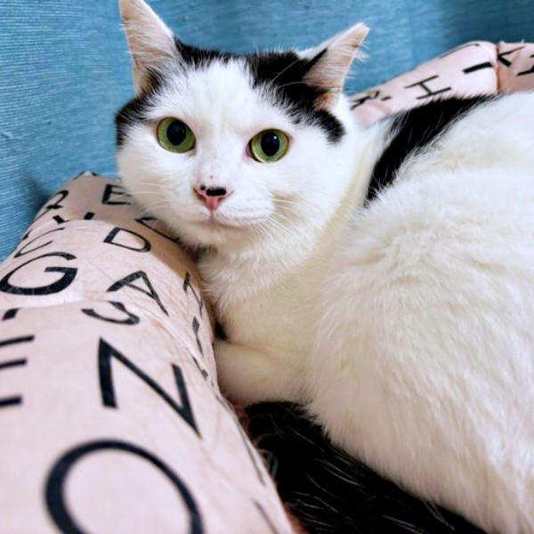 飼い主さんを見つめるめかぶちゃん（画像提供：硝子さん）