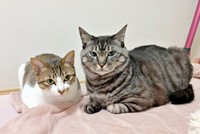 兄猫・空汰くん（右）と仲良く並ぶ日咲ちゃん（画像提供：このりんぴっくさん）