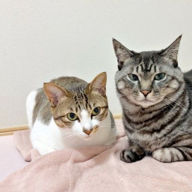 兄猫・空汰くん（右）と仲良く並ぶ日咲ちゃん（画像提供：このりんぴっくさん）