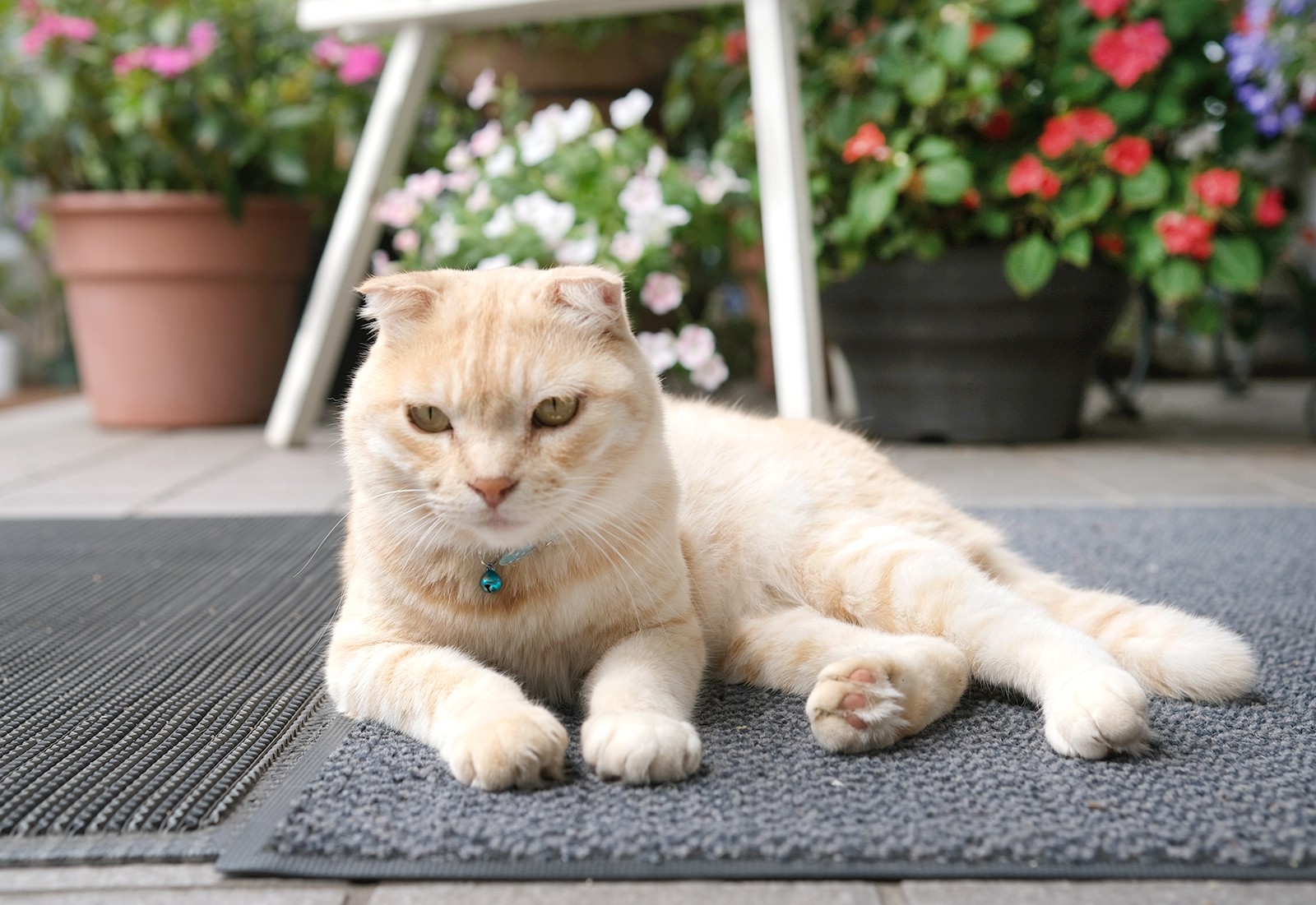 迷い猫からカフェの看板猫に 癒しのマスコット ゆうちゃんとオーナーの絆 ほ とせなnews