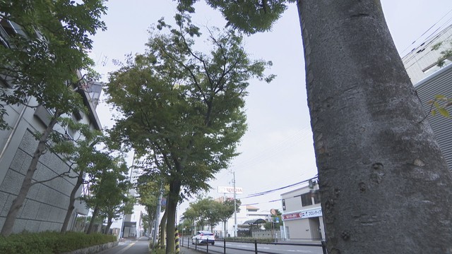 高松市の街路樹