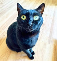 飼い主さんをじっと見つめるあさりちゃん（画像提供：黒猫あさりさん）