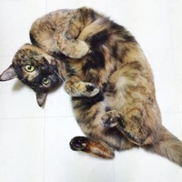 ヘソ天になってくつろぐぽんずちゃん（画像提供：きのひとまるさん）