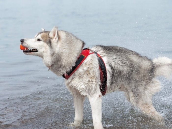 海辺で生き生き遊んでいます　（インプレス提供）
