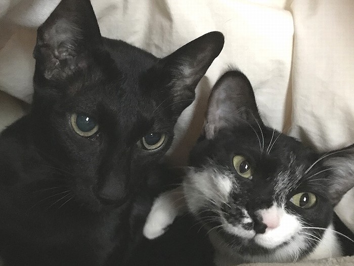 右がアズキちゃん、黒猫のボスくんと