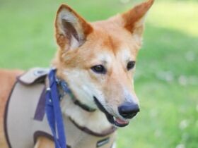 新しいことをぐんぐん吸収して成長中！　元野犬の「マッティア」は散歩が大好き！