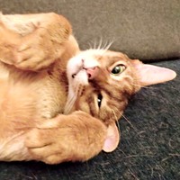 お迎えから4年ほど経ったころ、愛らしい仕草もたくさん見せてくれるようになった猫さん（画像提供：もかんさん）