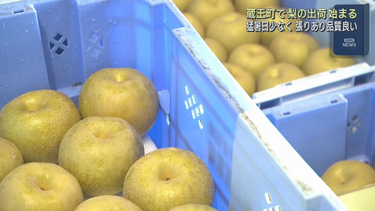秋の味覚　梨の出荷が始まる　宮城県最大の梨の産地　蔵王町