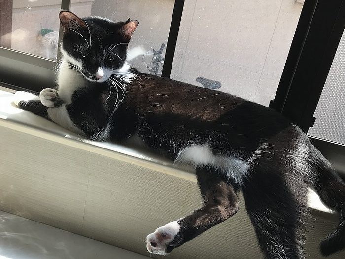 アズキちゃん、美猫ポーズしてみた