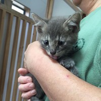 うちの子になると決まった日