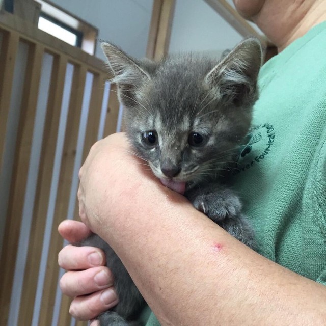 うちの子になると決まった日